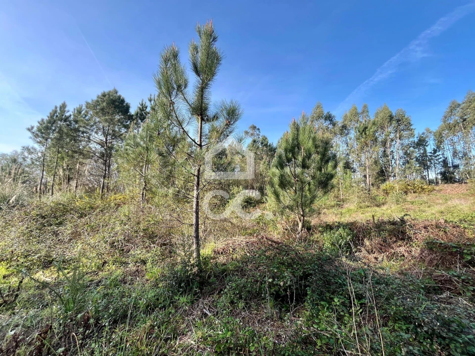Terreno para Venda em Caldas da Rainha - Santo Onofre e Serra do Bouro Foto 17