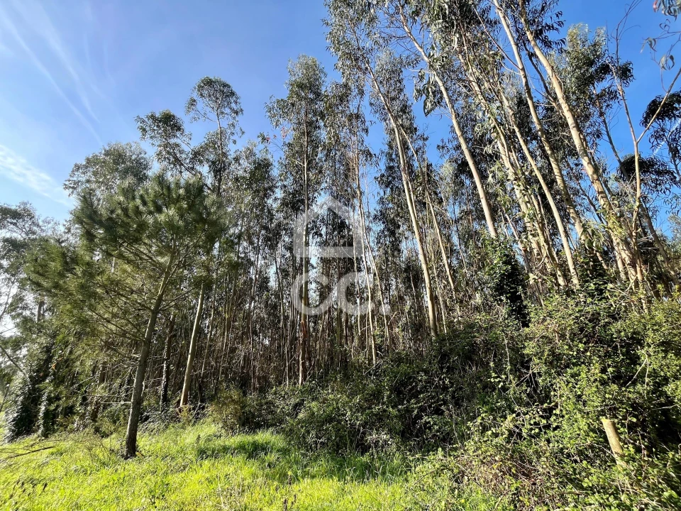 Terreno para Venda em Caldas da Rainha - Santo Onofre e Serra do Bouro Foto 7