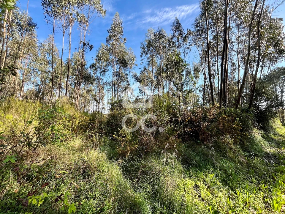 Terreno para Venda em Caldas da Rainha - Santo Onofre e Serra do Bouro Foto 9