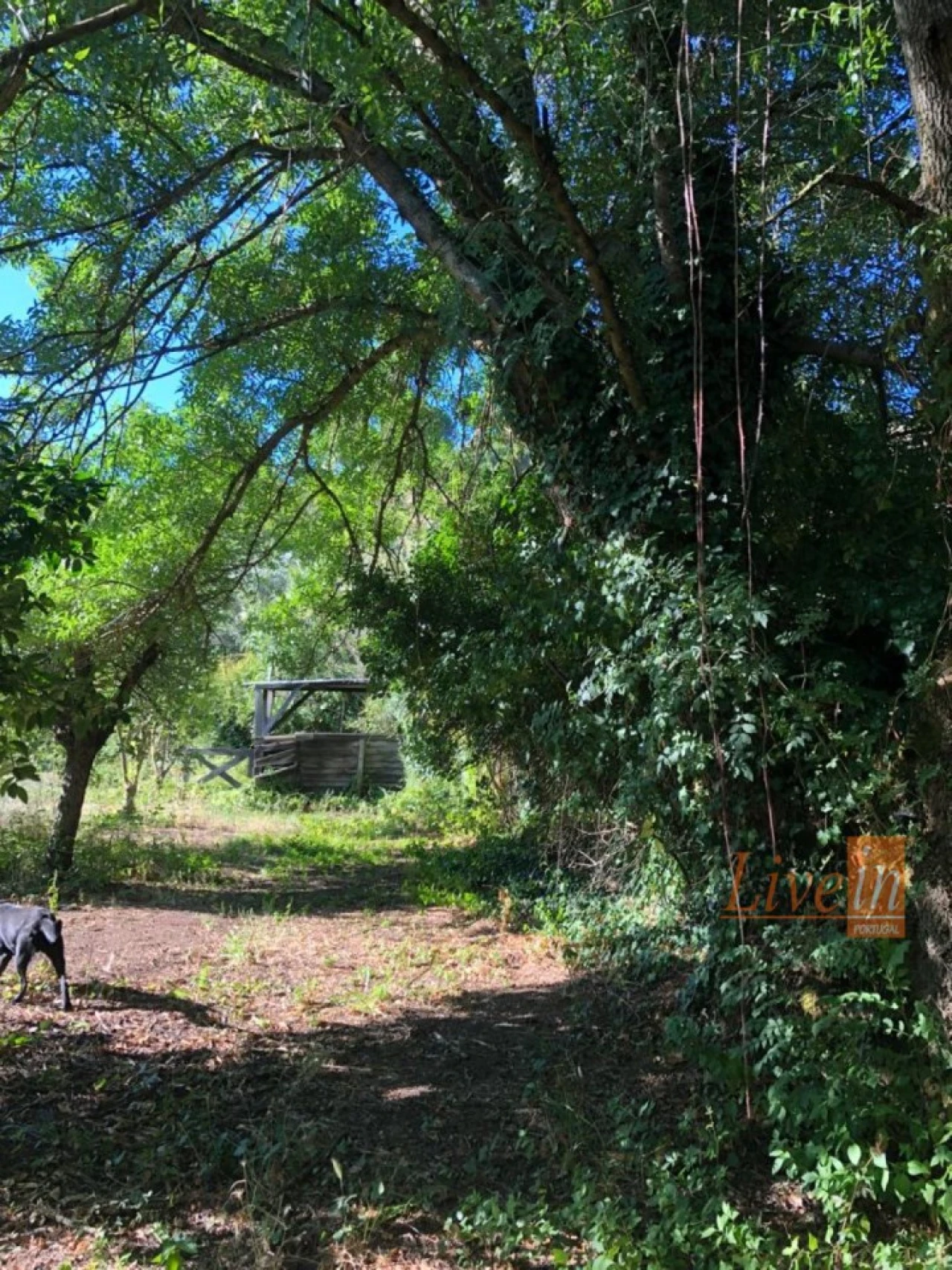 Moradia T4 para Venda em Ribafria e Pereiro de Palhacana Foto 6