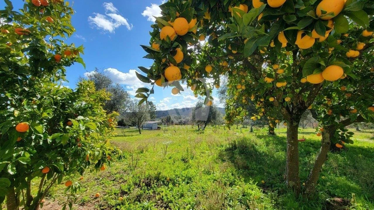 Quinta T2 para Venda em Aldeia do Bispo, Águas e Aldeia de João Pires Foto 2