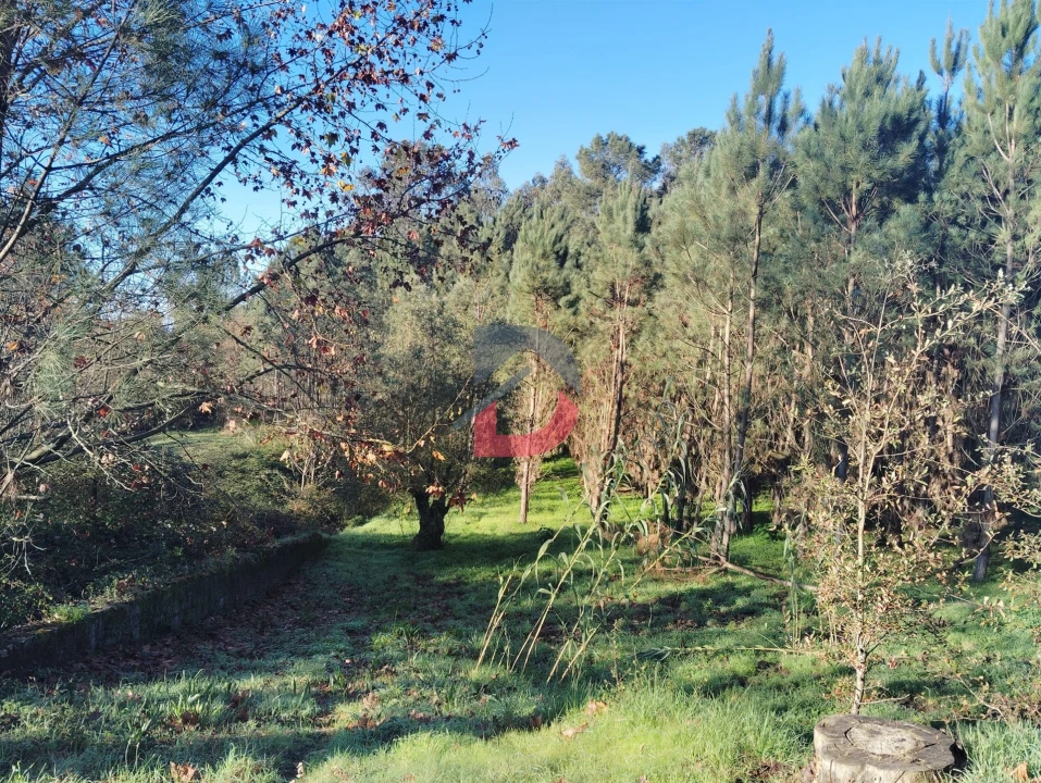 Terreno Agricola ou Rústico para Venda em Santa Eufémia e Boa Vista Foto 3
