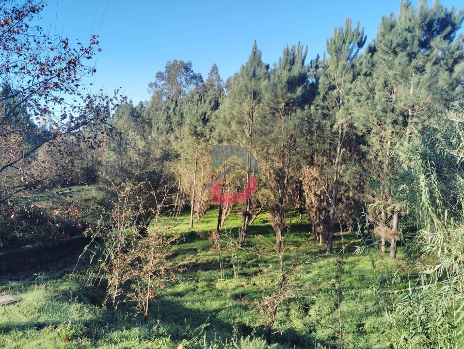 Terreno Agricola ou Rústico para Venda em Santa Eufémia e Boa Vista Foto 5