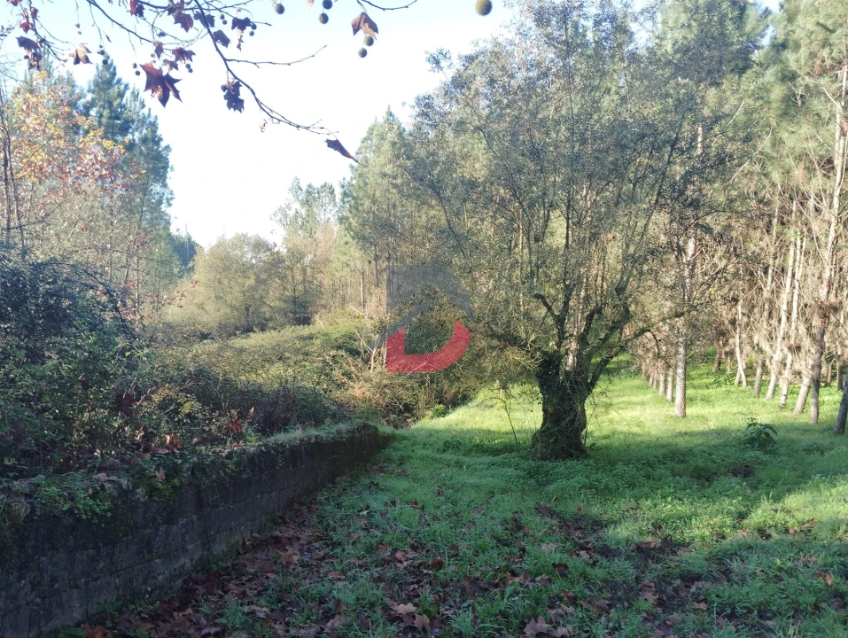 Terreno Agricola ou Rústico para Venda em Santa Eufémia e Boa Vista Foto 4