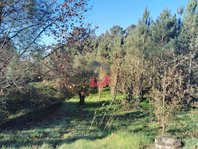 Terreno Agricola ou Rústico para Venda em Santa Eufémia e Boa Vista Foto 3