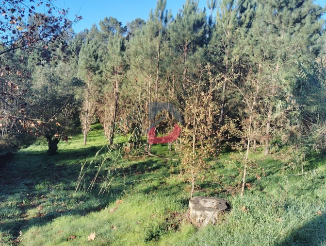 Terreno Agricola ou Rústico para Venda em Santa Eufémia e Boa Vista Foto 1