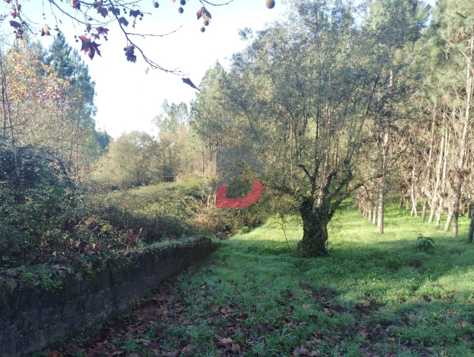 Terreno Agricola ou Rústico para Venda em Santa Eufémia e Boa Vista Foto 4