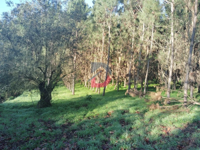 Terreno Agricola ou Rústico para Venda em Santa Eufémia e Boa Vista Foto 2