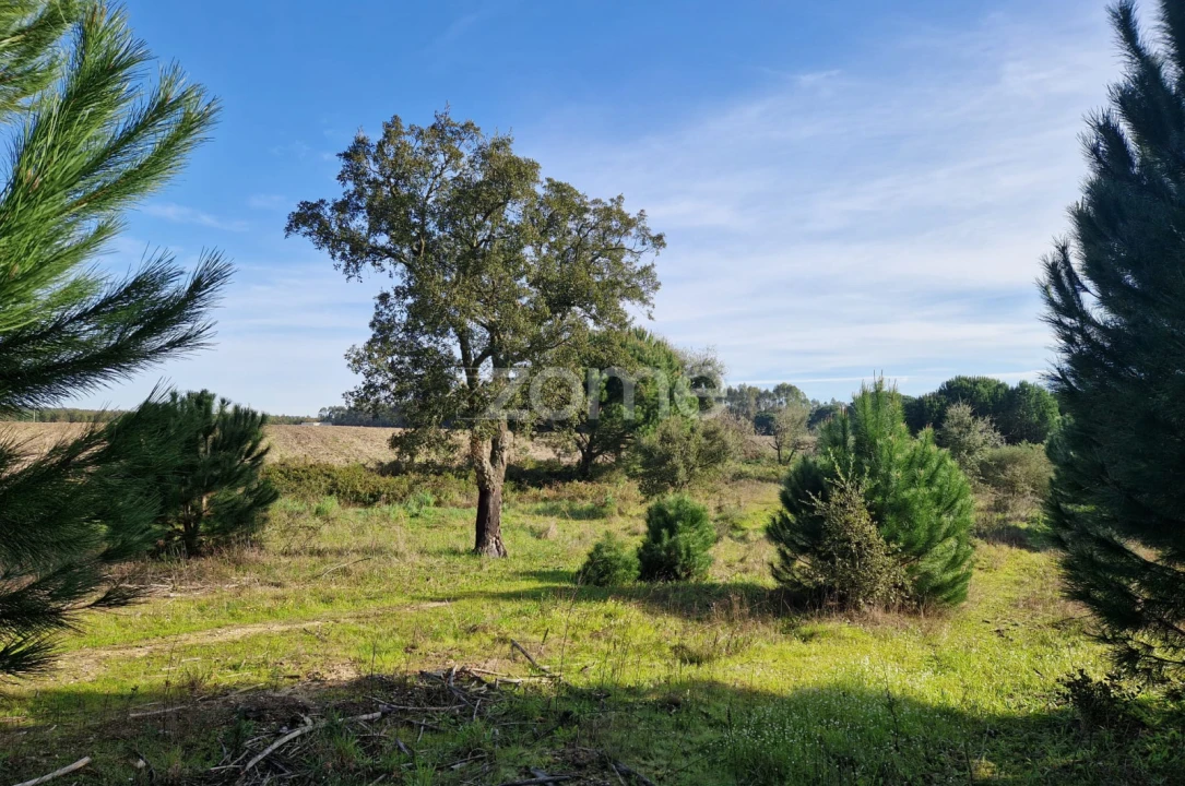Terreno para Venda em Pegões Foto 12