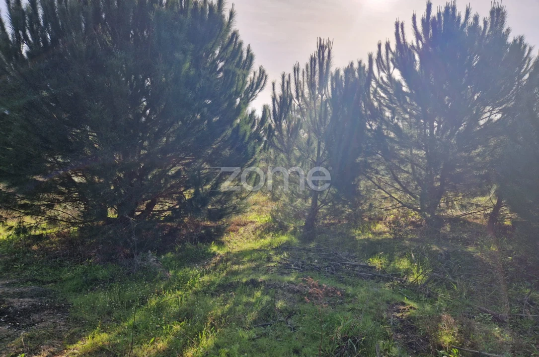 Terreno para Venda em Pegões Foto 15