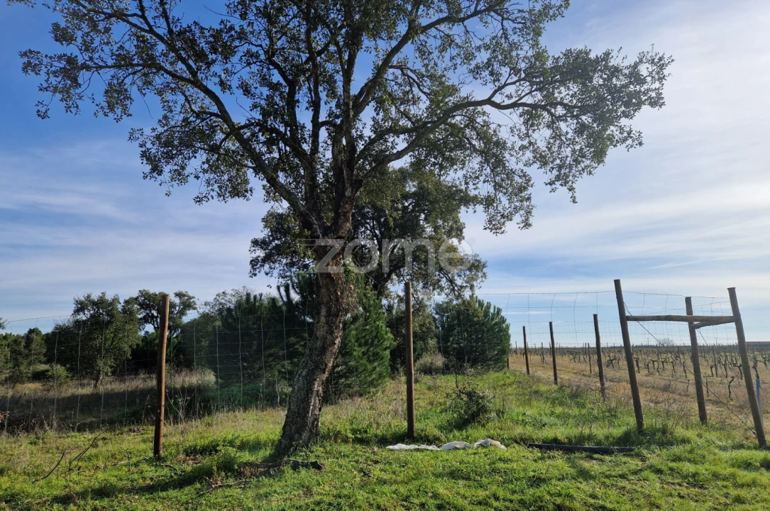 Terreno para Venda em Pegões Foto 8