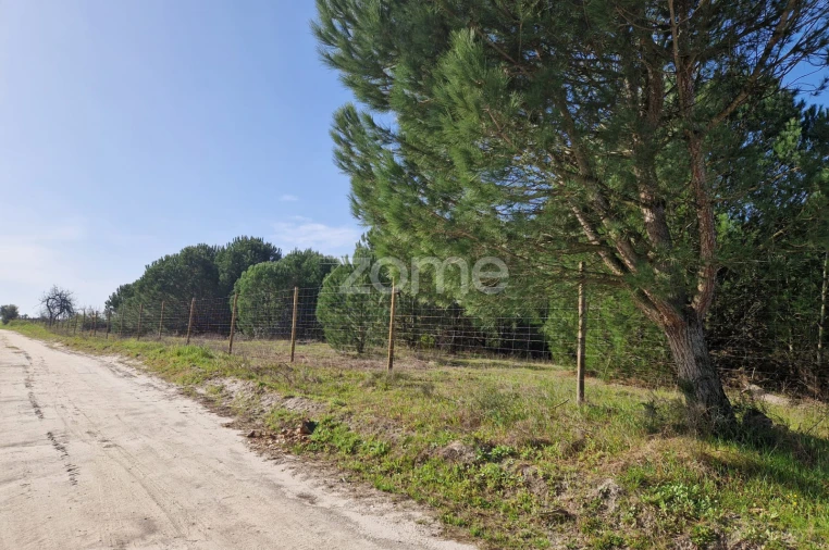 Terreno para Venda em Pegões Foto 10