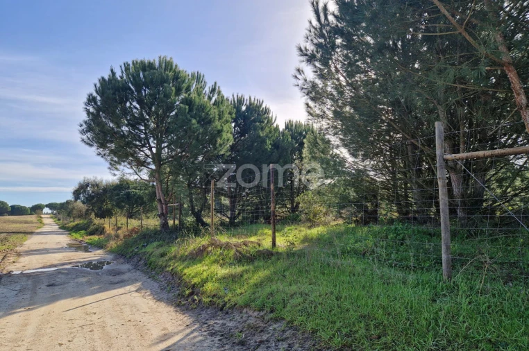 Terreno para Venda em Pegões Foto 11