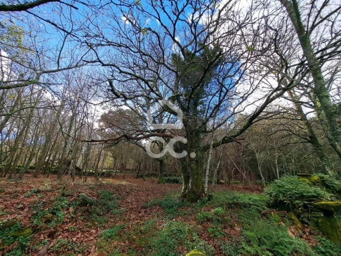 Quinta para Venda em Alcofra Foto 6