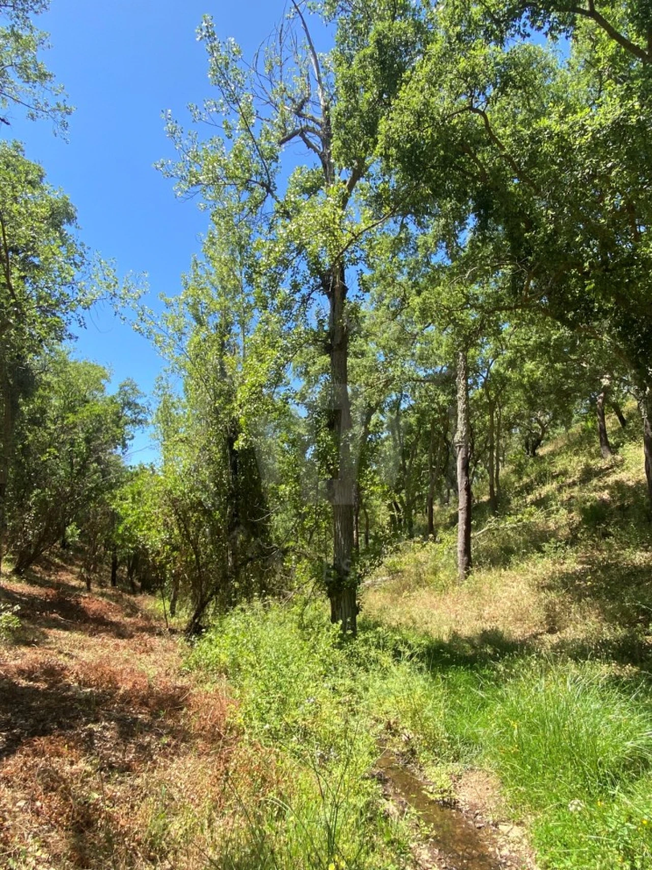 Quinta para Venda em São Francisco da Serra Foto 2
