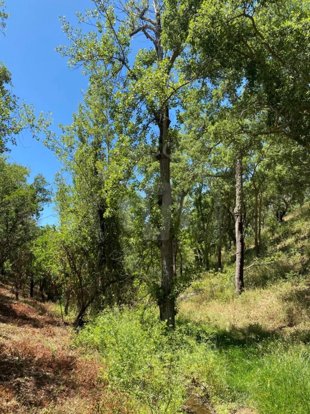 Quinta para Venda em São Francisco da Serra Foto 20