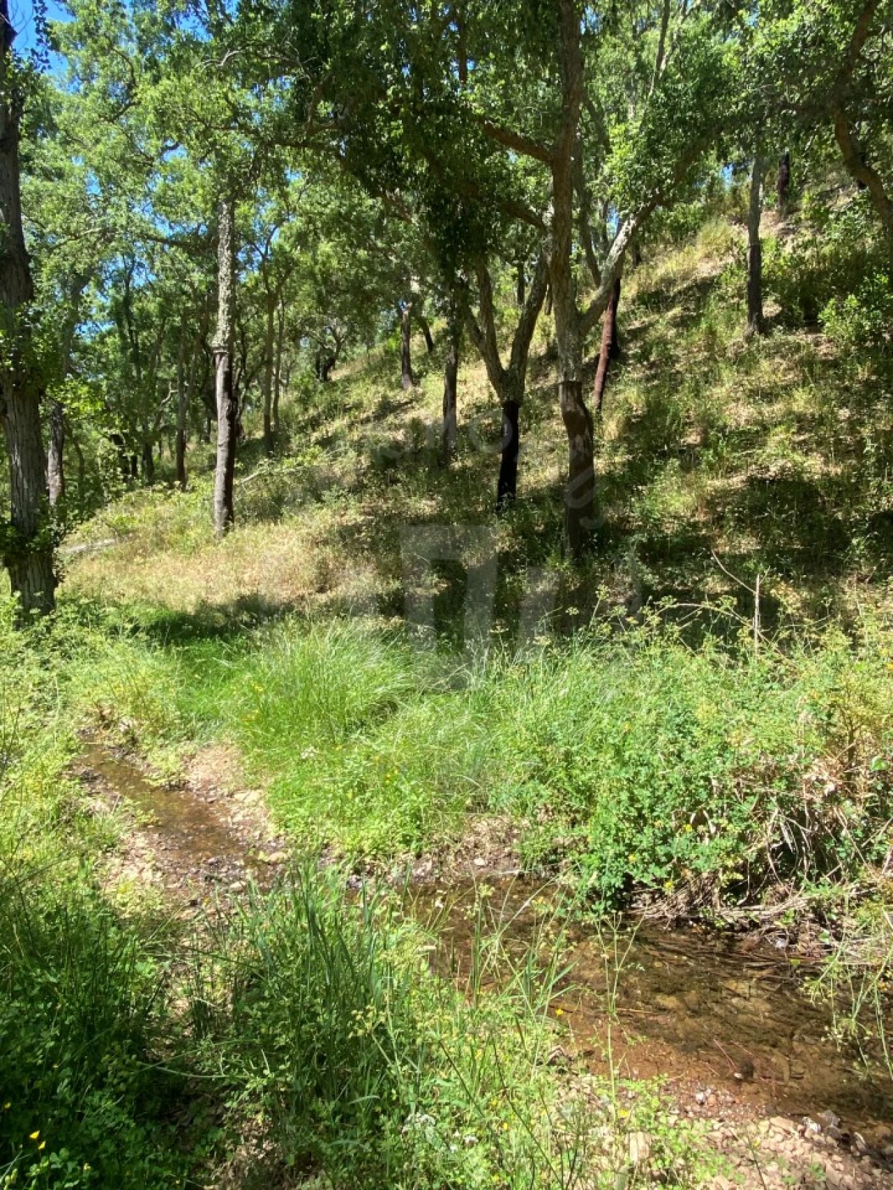 Quinta para Venda em São Francisco da Serra Foto 21