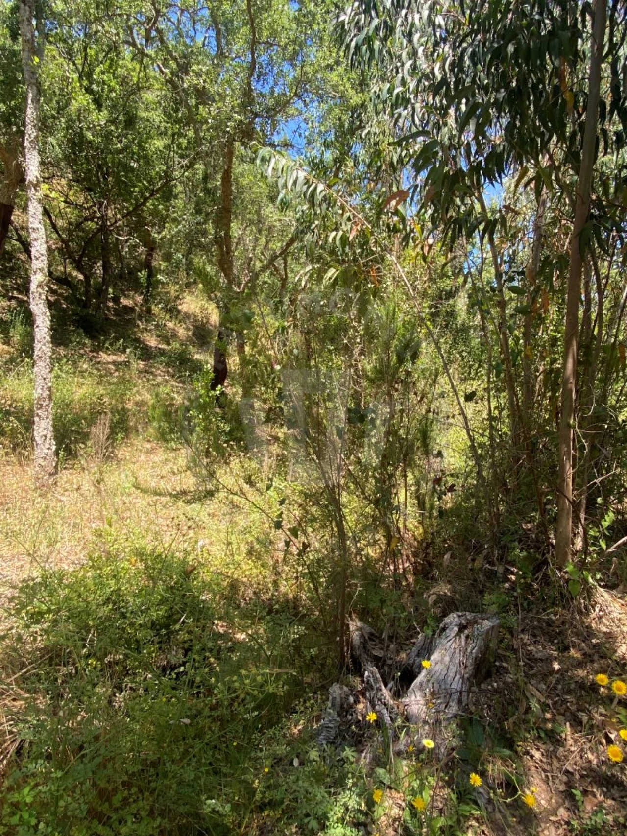 Quinta para Venda em São Francisco da Serra Foto 22