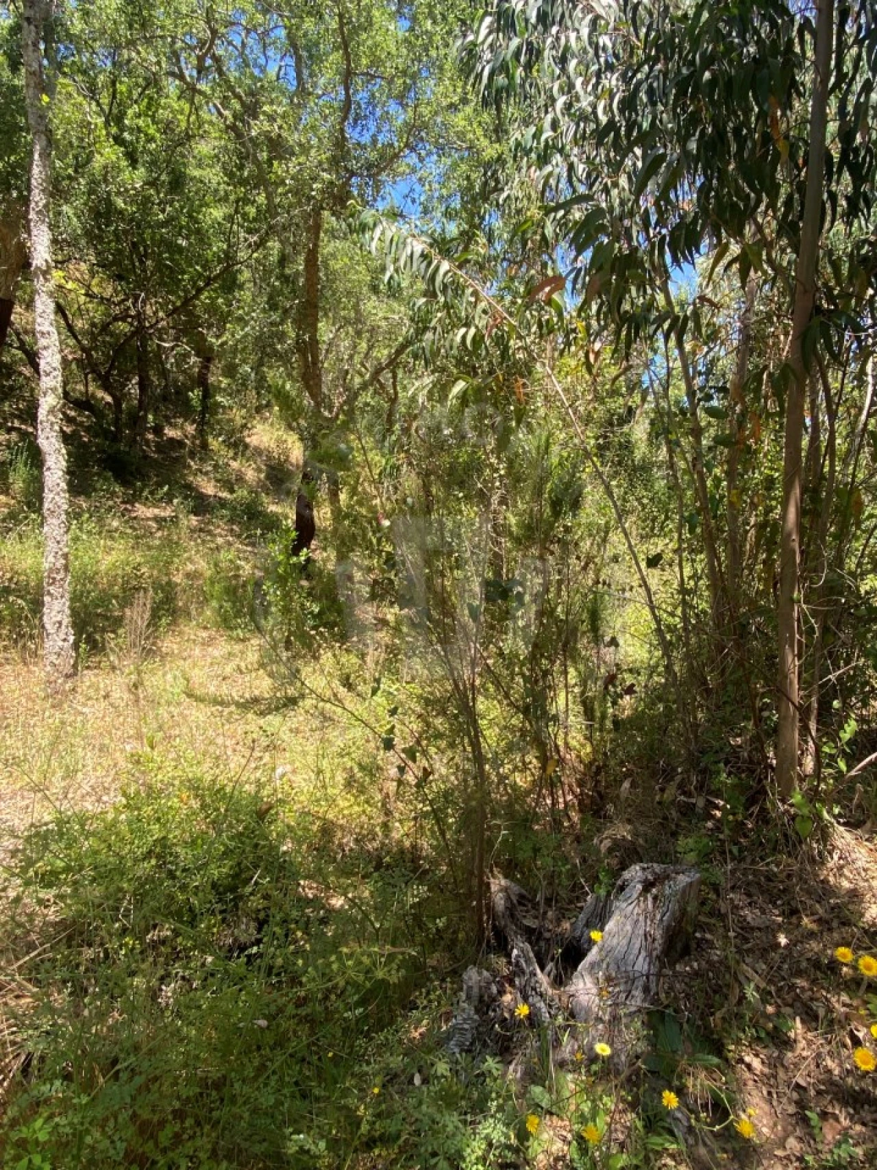 Quinta para Venda em São Francisco da Serra Foto 23