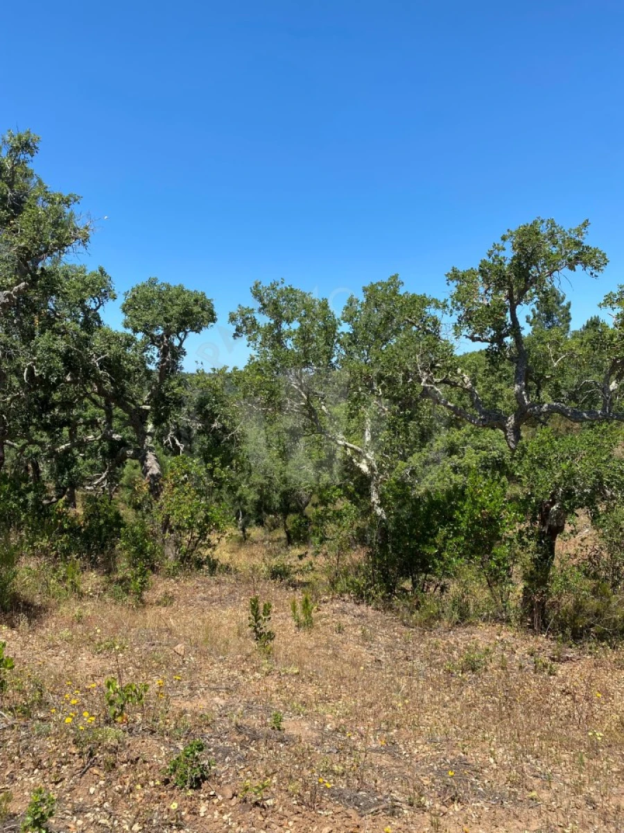 Quinta para Venda em São Francisco da Serra Foto 19