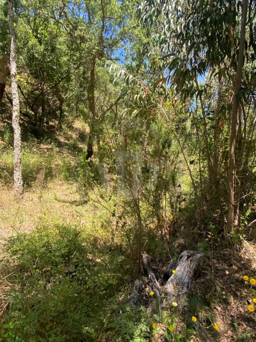 Quinta para Venda em São Francisco da Serra Foto 22