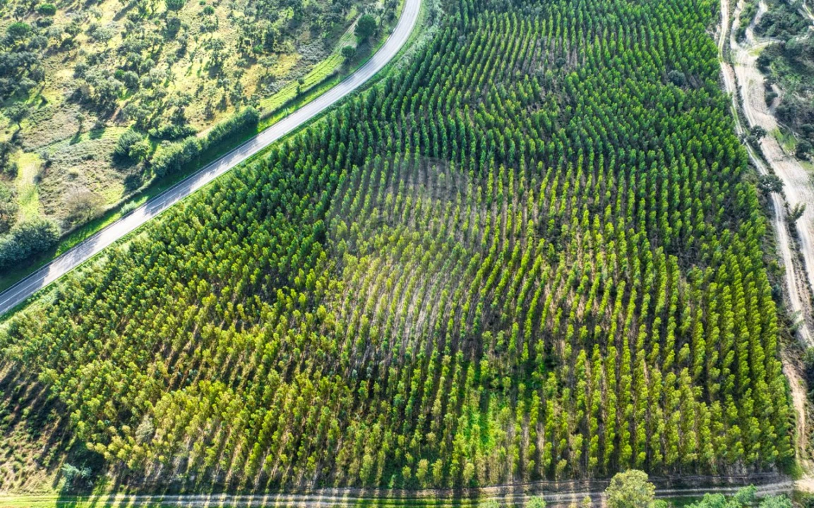 Terreno para Venda em São Jose da Lamarosa Foto 5