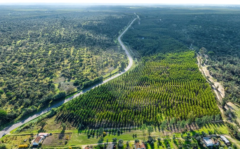 Terreno para Venda em São Jose da Lamarosa Foto 21