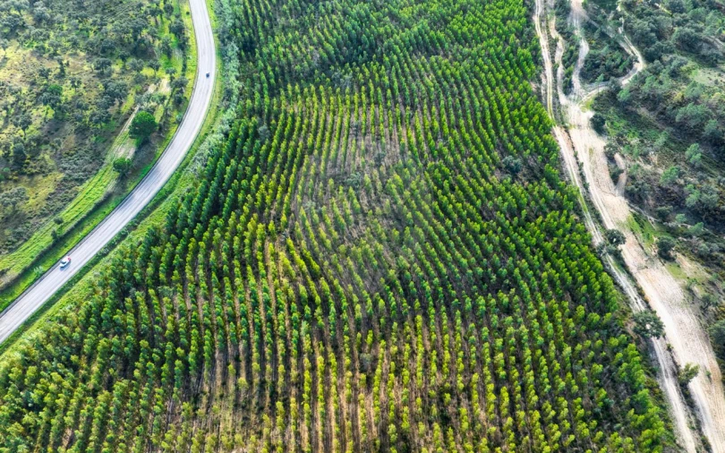 Terreno para Venda em São Jose da Lamarosa Foto 6