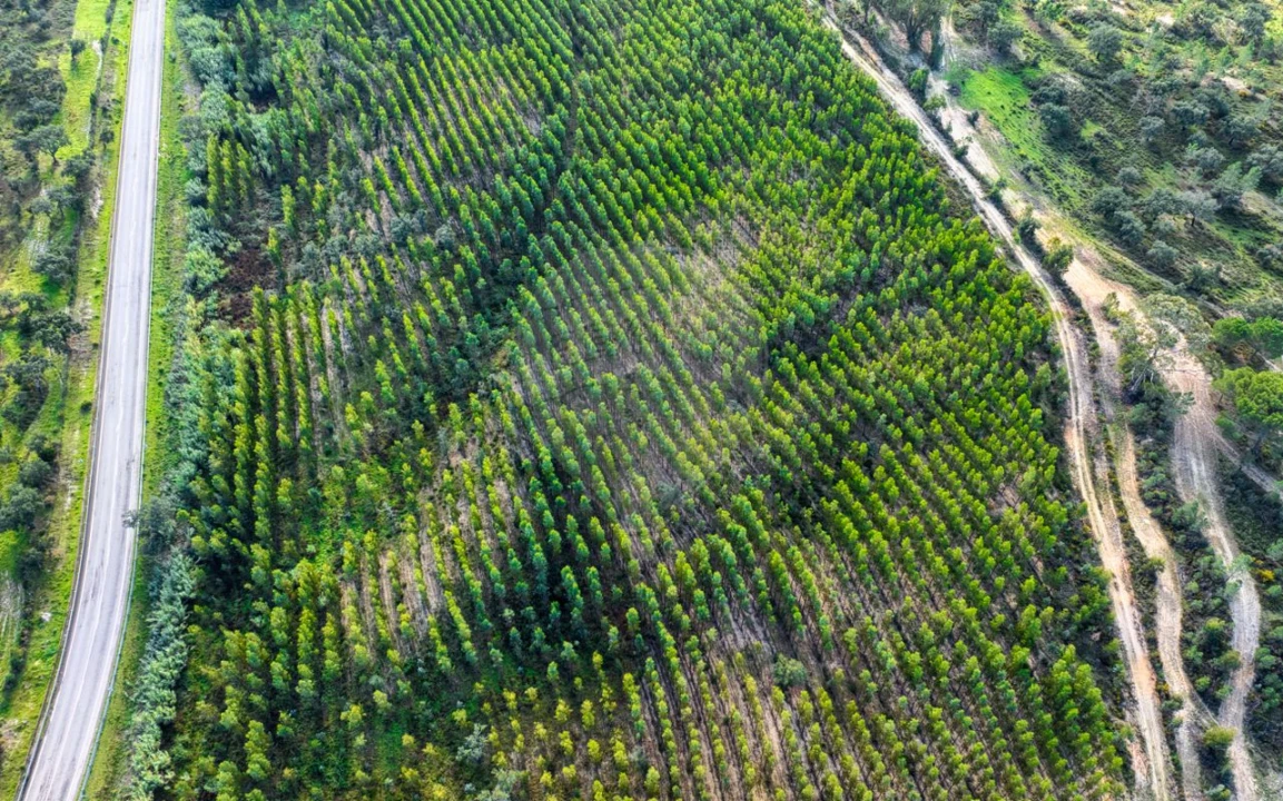 Terreno para Venda em São Jose da Lamarosa Foto 7