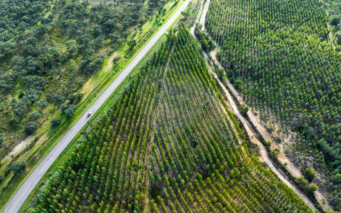 Terreno para Venda em São Jose da Lamarosa Foto 10