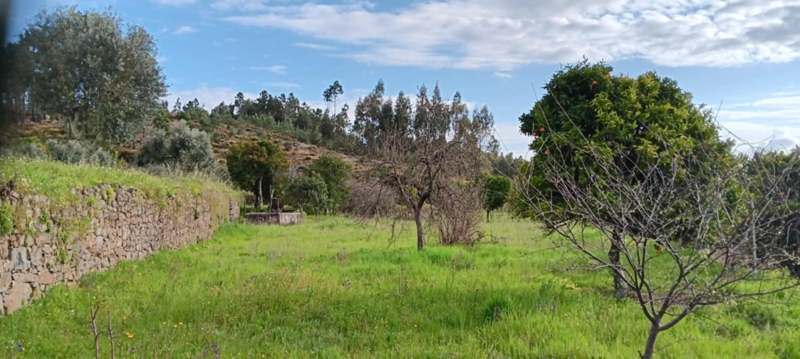 Terreno para Venda em Mação, Penhascoso e Aboboreira Foto 5