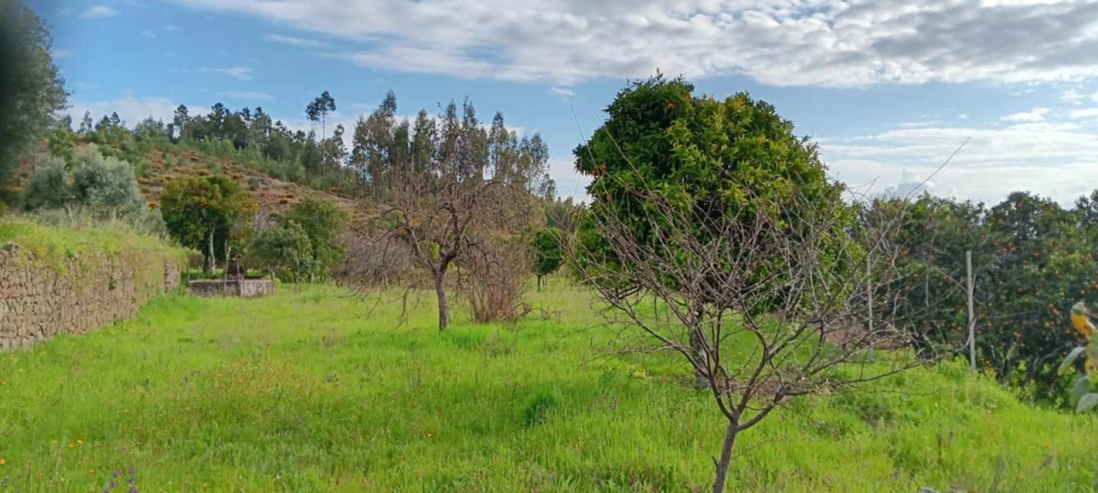 Terreno para Venda em Mação, Penhascoso e Aboboreira Foto 6