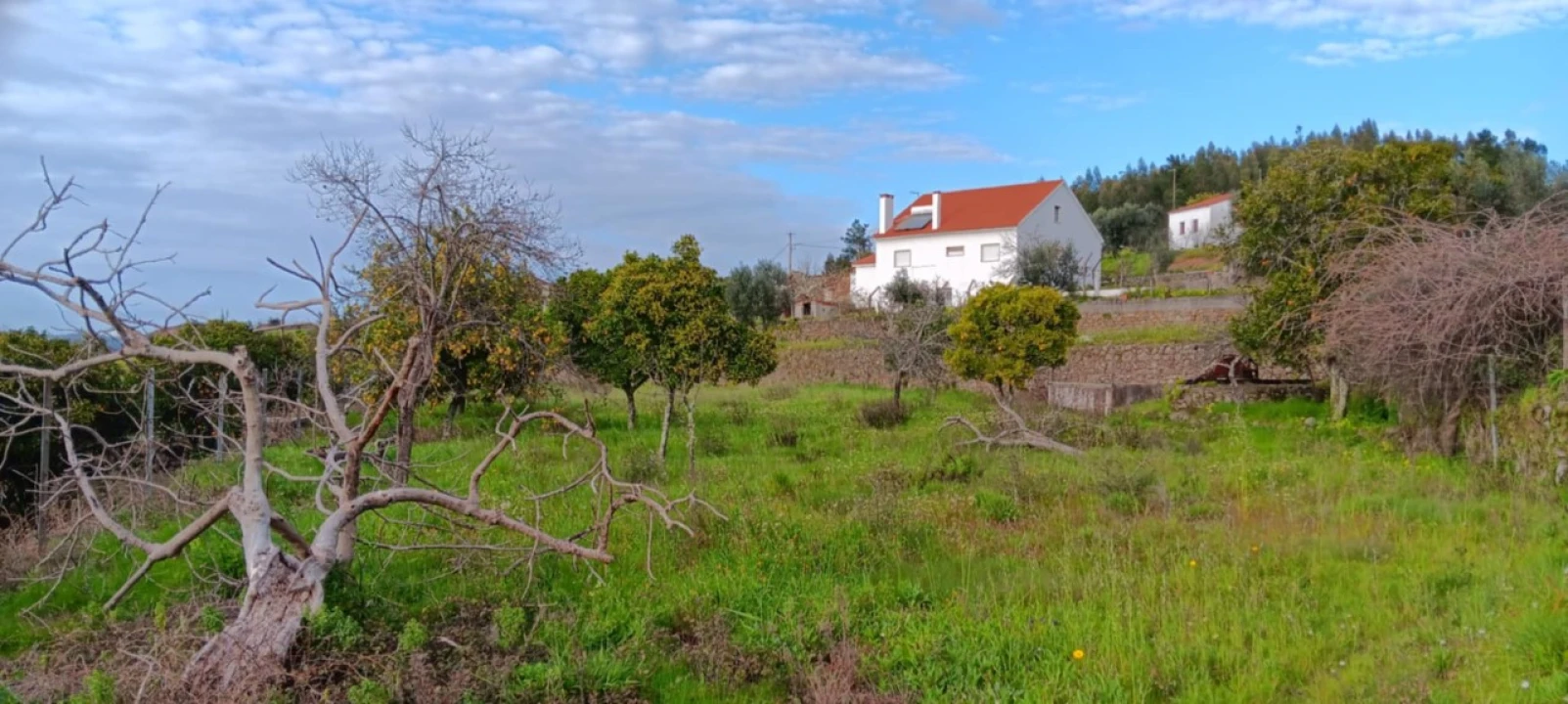 Terreno para Venda em Mação, Penhascoso e Aboboreira Foto 13