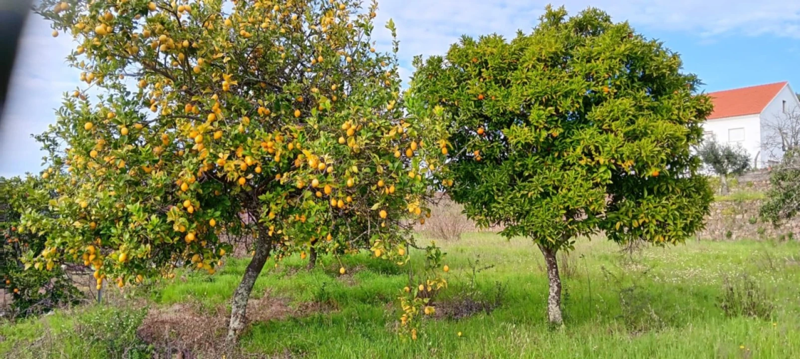 Terreno para Venda em Mação, Penhascoso e Aboboreira Foto 15