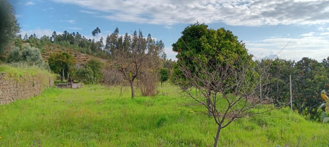 Terreno para Venda em Mação, Penhascoso e Aboboreira Foto 6