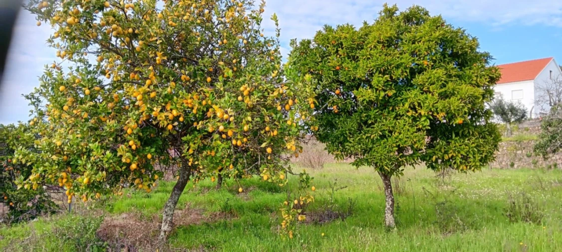 Terreno para Venda em Mação, Penhascoso e Aboboreira Foto 15