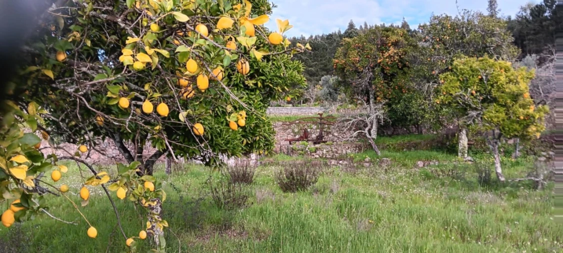 Terreno para Venda em Mação, Penhascoso e Aboboreira Foto 16