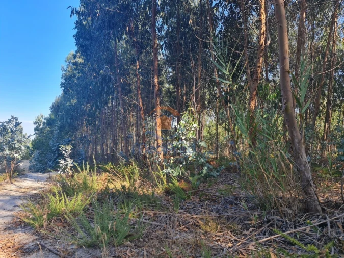 Terreno Agricola ou Rústico para Venda em Silveira Foto 2
