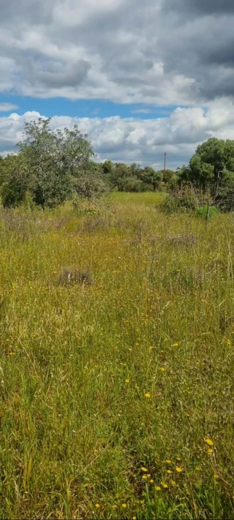 Terreno para Venda em Silves