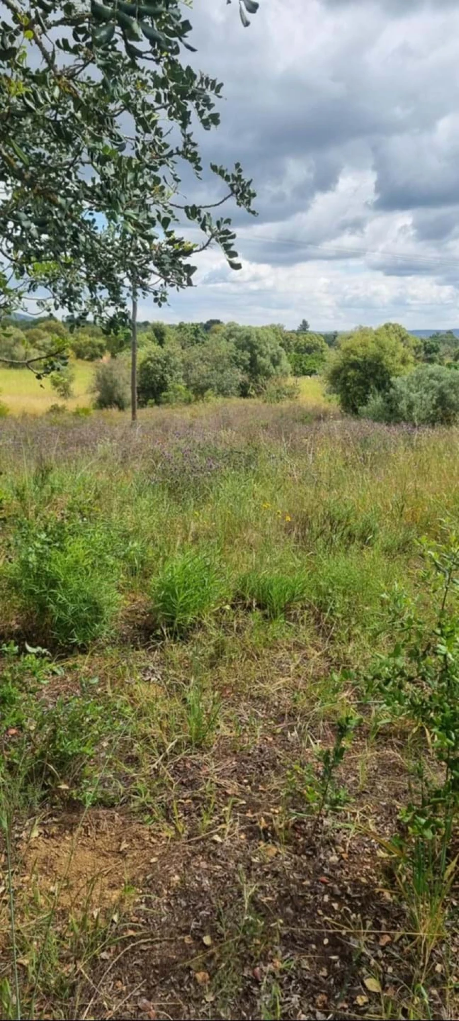 Terreno para Venda em Silves Foto 3
