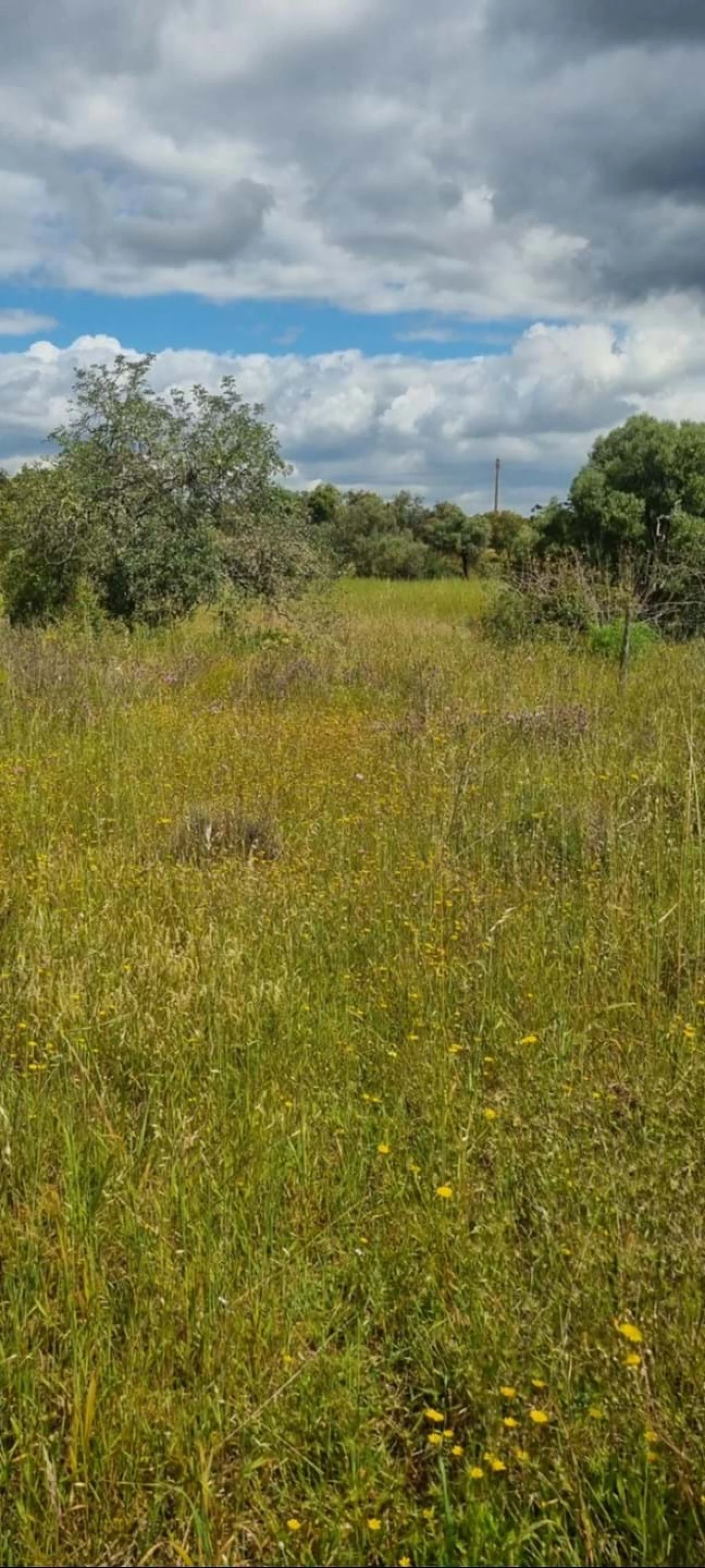 Terreno para Venda em Silves Foto 5