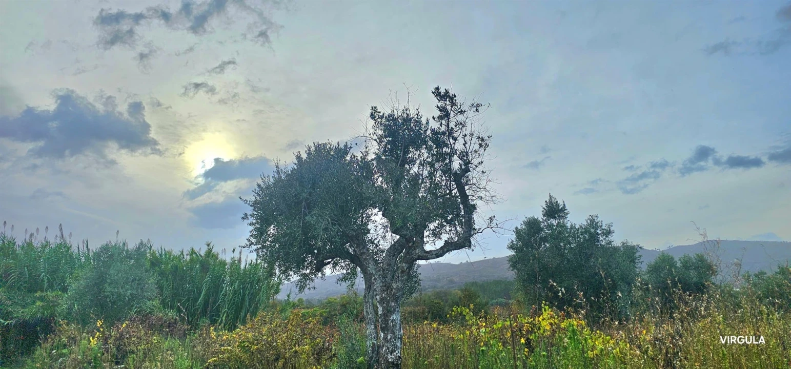 Terreno Agricola ou Rústico para Venda em Vale Formoso e Aldeia do Souto Foto 7