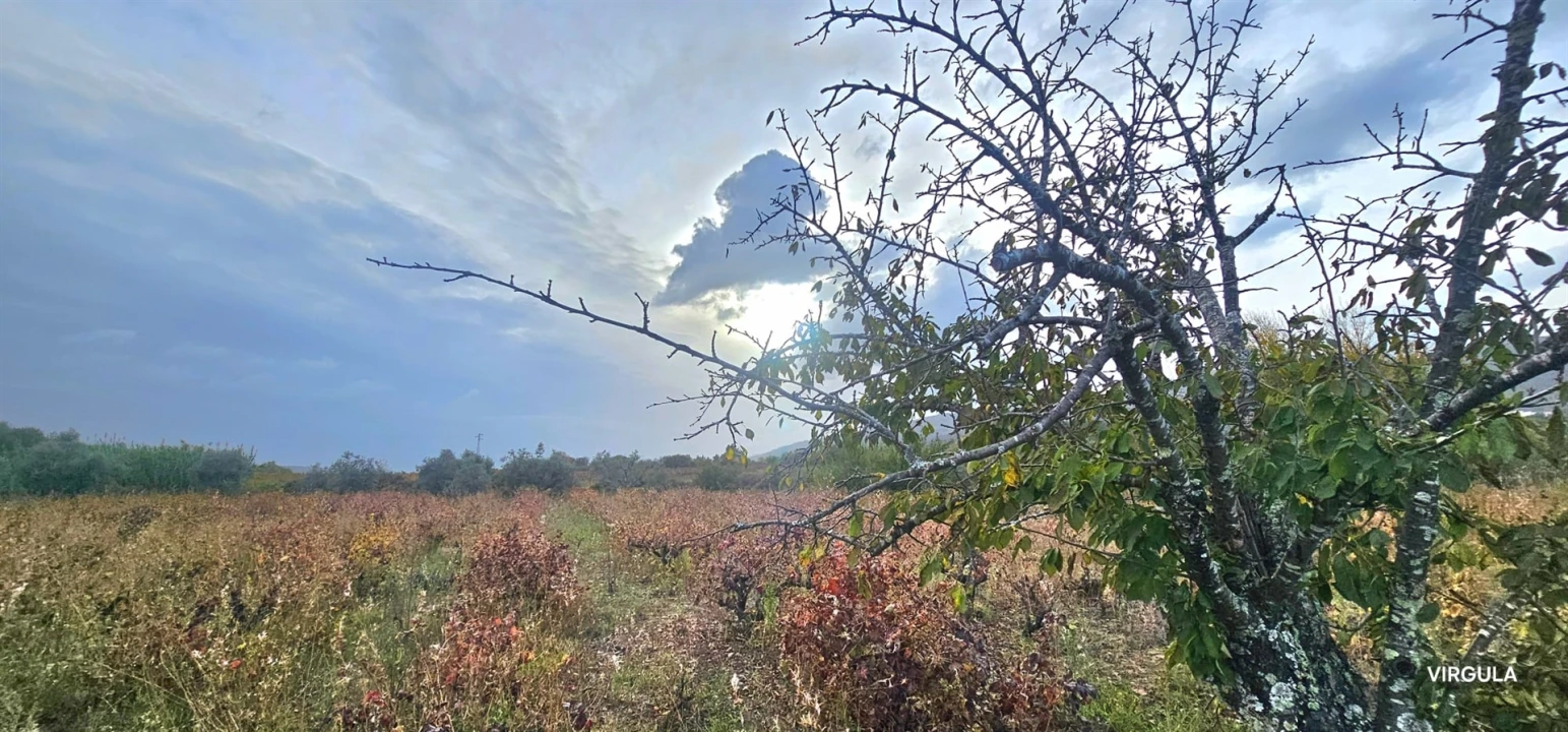 Terreno Agricola ou Rústico para Venda em Vale Formoso e Aldeia do Souto Foto 9