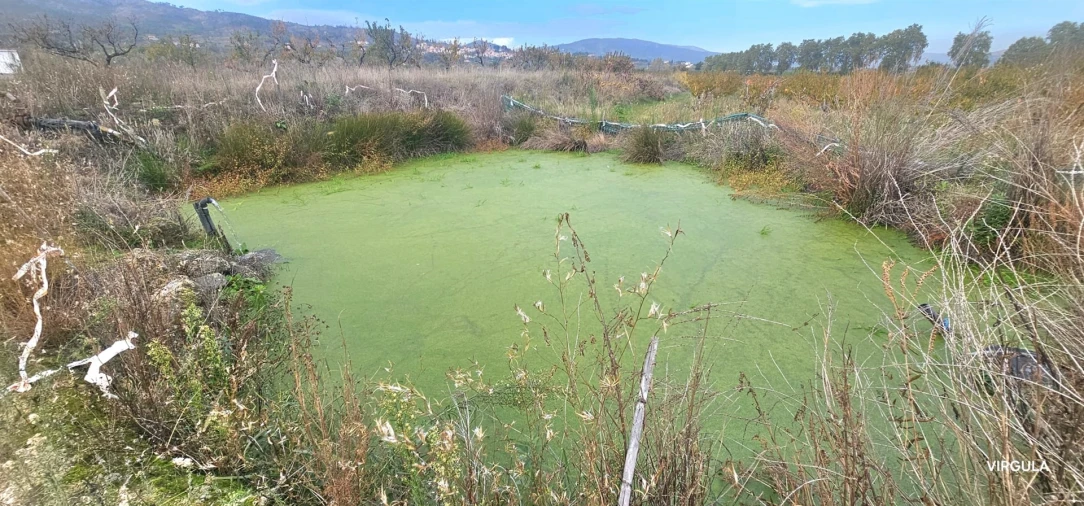 Terreno Agricola ou Rústico para Venda em Vale Formoso e Aldeia do Souto Foto 4