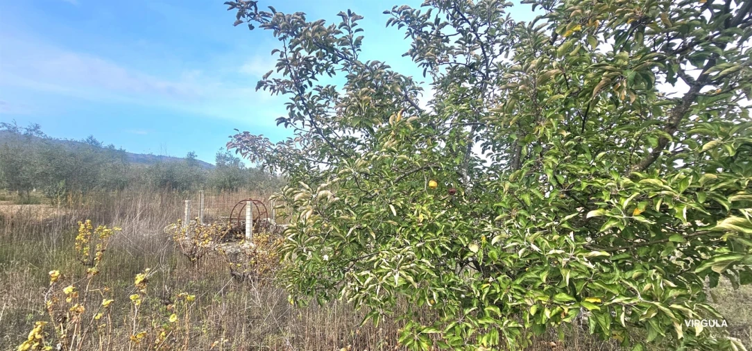Terreno Agricola ou Rústico para Venda em Vale Formoso e Aldeia do Souto Foto 10