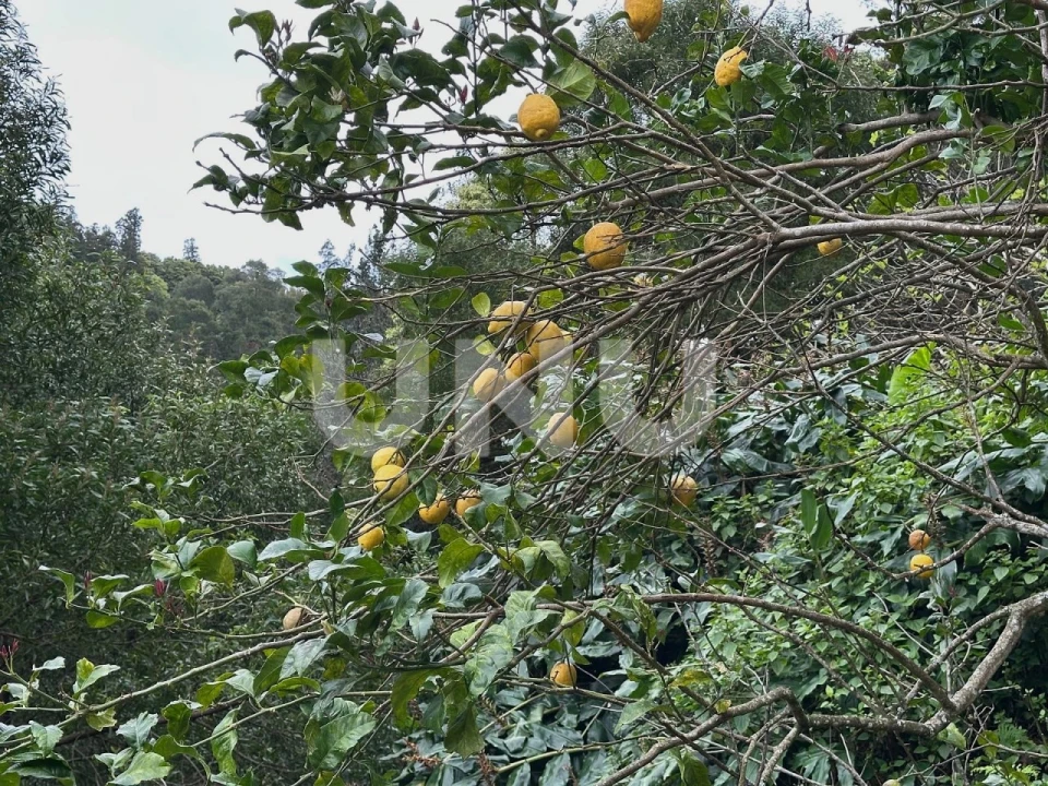 Moradia T1 para Venda em Lomba da Fazenda Foto 20