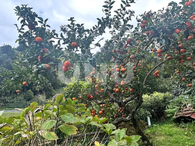 Moradia T1 para Venda em Lomba da Fazenda Foto 21