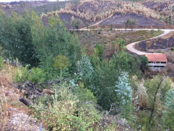 Terreno Agricola ou Rústico para Venda em Graça