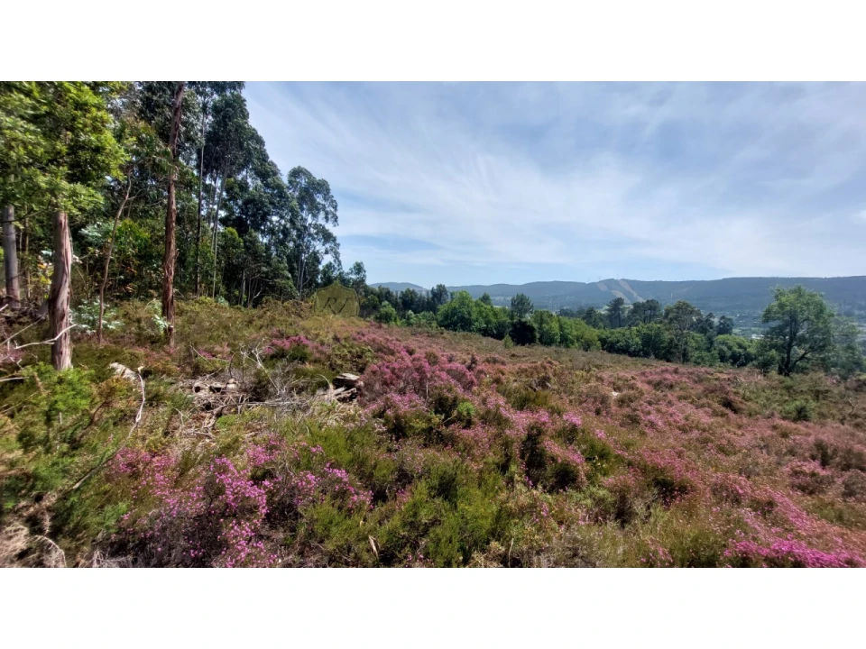 Terreno para Venda em Campo e Sobrado Foto 5