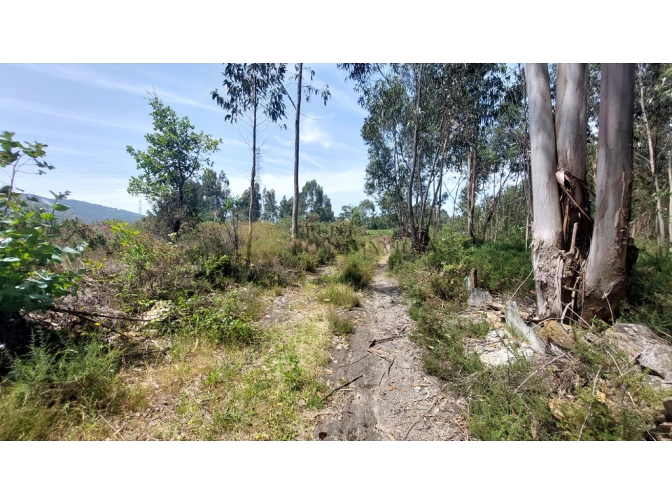 Terreno para Venda em Campo e Sobrado Foto 8